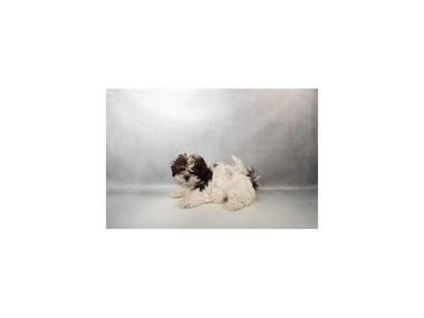 [#29621] Brown and White Female Shih Tzu Puppies For Sale