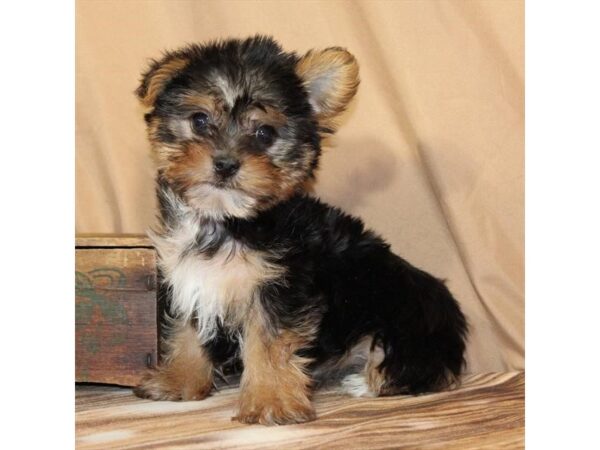 [#29622] Black / Tan Female Yorkshire Terrier Puppies For Sale