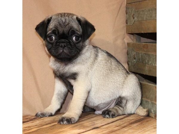 [#29623] Fawn Male Pug Puppies For Sale