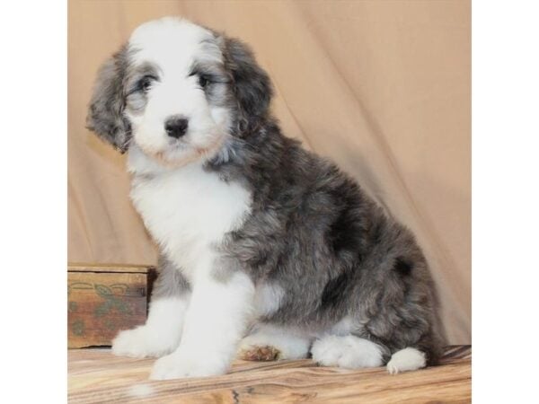 [#29624] Blue Merle Female Bernese Mountain Dog/Standard Poodle Puppies For Sale