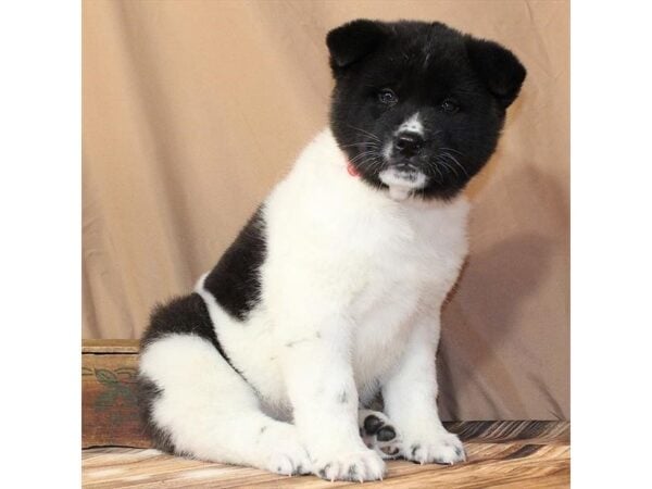 [#29625] Brindle Female Akita Puppies For Sale