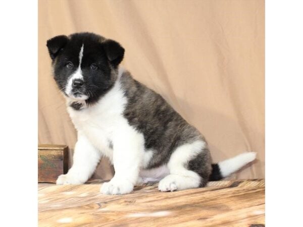[#29626] Brindle Male Akita Puppies For Sale