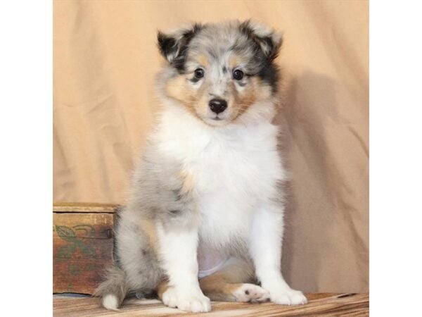 [#29627] Blue Merle / Tan Female Shetland Sheepdog Puppies For Sale