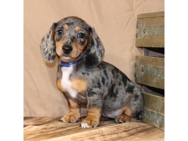 [#29628] Black / Tan Female Dachshund Puppies For Sale