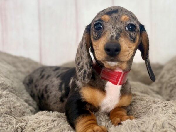 [#29628] Black / Tan Female Dachshund Puppies For Sale