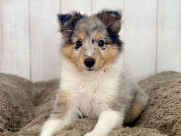 [#29627] Blue Merle / Tan Female Shetland Sheepdog Puppies For Sale