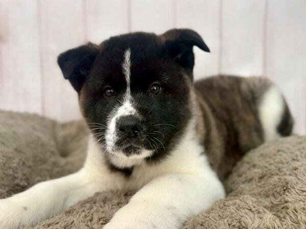 [#29626] Brindle Male Akita Puppies For Sale