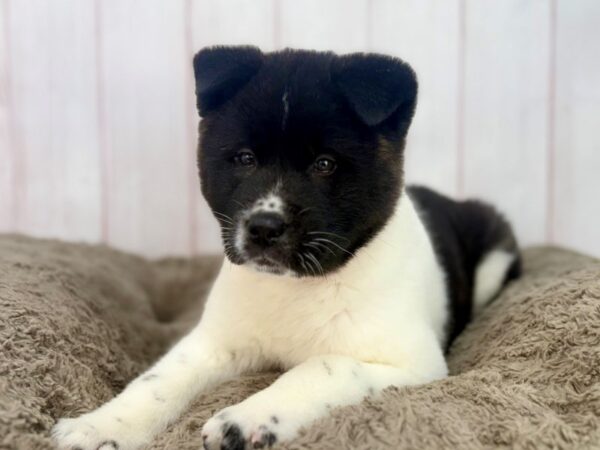 [#29625] Brindle Female Akita Puppies For Sale