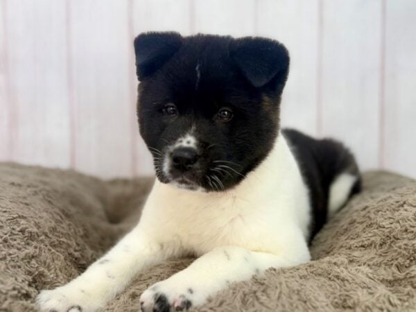 [#29625] Brindle Female Akita Puppies For Sale