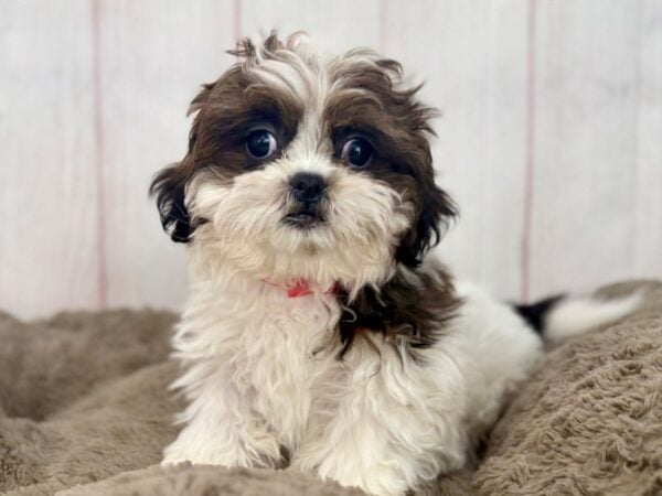 [#29621] Brown and White Female Shih Tzu Puppies For Sale
