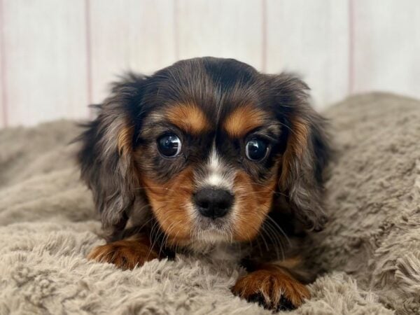 [#29620] Blue Merle Male Cavalier King Charles Spaniel Puppies For Sale