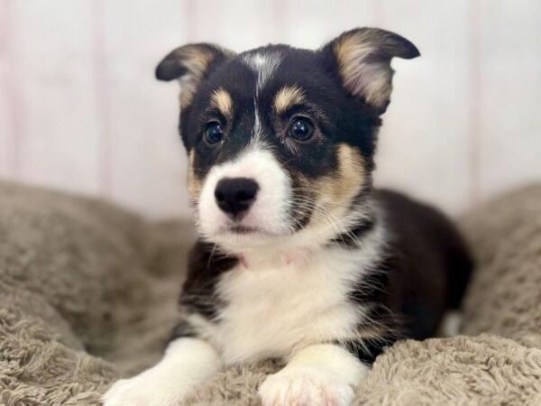 [#29619] Black and Tan Female Pembroke Welsh Corgi Puppies For Sale