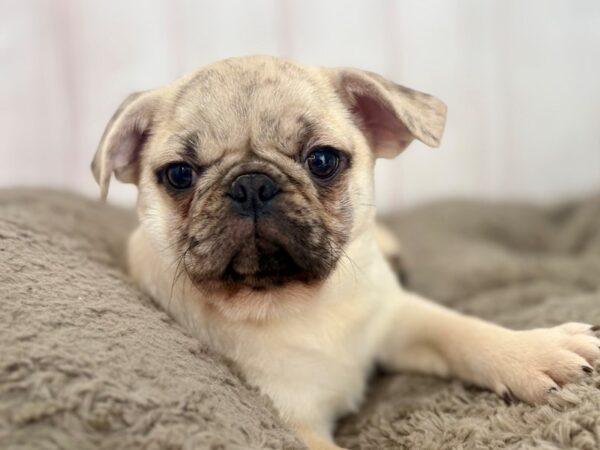[#29617] Fawn Female Pug Puppies For Sale