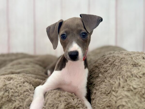 [#29615] Blue Female Italian Greyhound Puppies For Sale