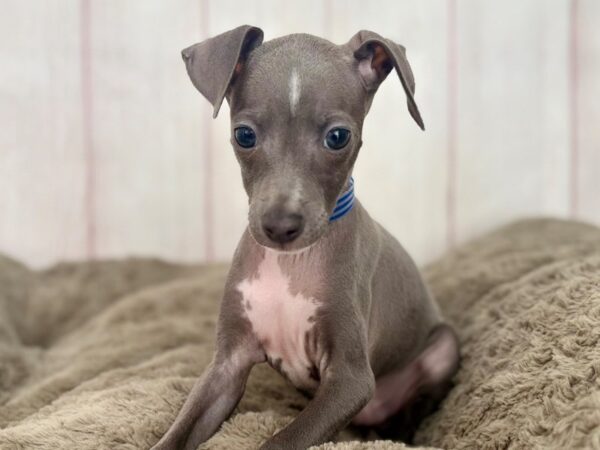 [#29614] Blue Male Italian Greyhound Puppies For Sale