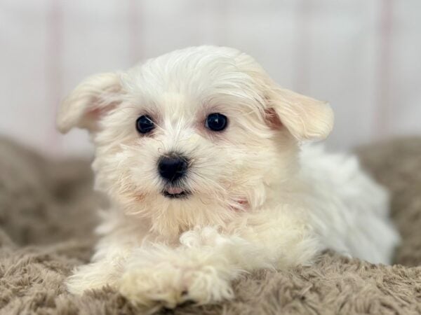 [#29612] White Female Maltese Puppies For Sale