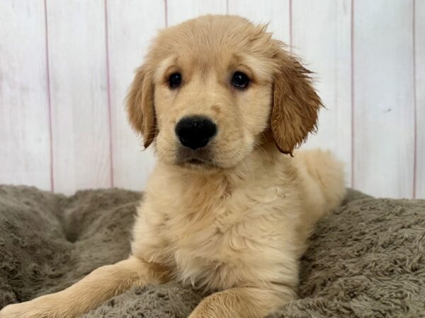 [#29632] Golden Female Golden Retriever Puppies For Sale