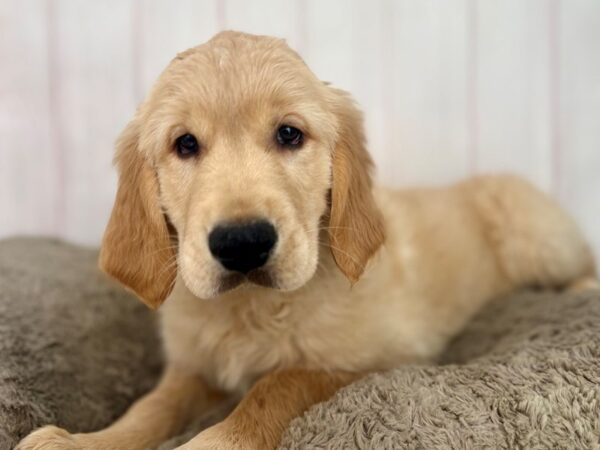 [#29629] Golden Male Golden Retriever Puppies For Sale