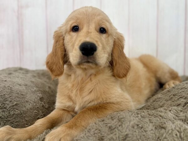 [#29630] Golden Male Golden Retriever Puppies For Sale