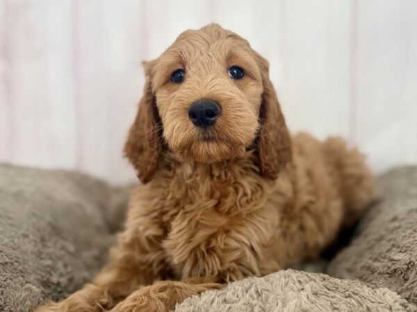 [#29634] Brown Female F1B Goldendoodle Puppies For Sale