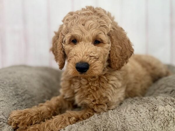 [#29633] Brown Male F1B Goldendoodle Puppies For Sale