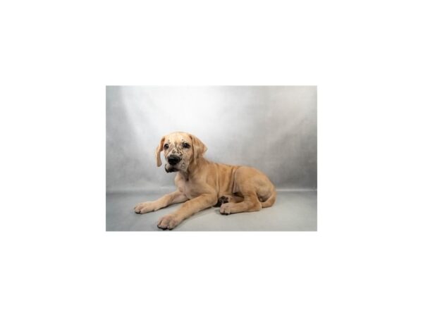 [#29641] Fawn Male Great Dane Puppies For Sale