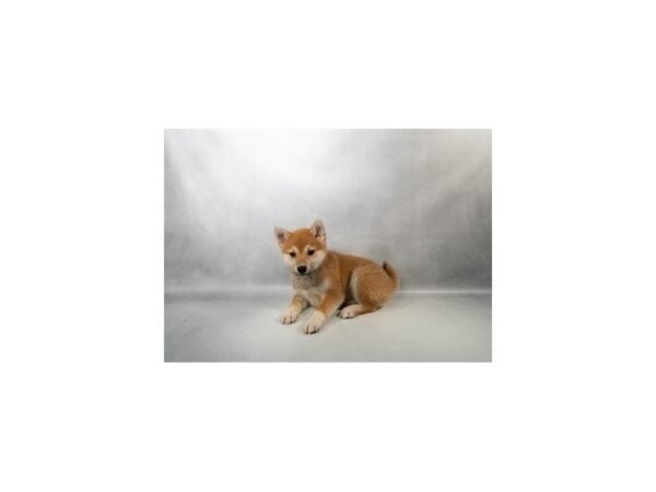 [#29642] Red Female Shiba Inu Puppies For Sale