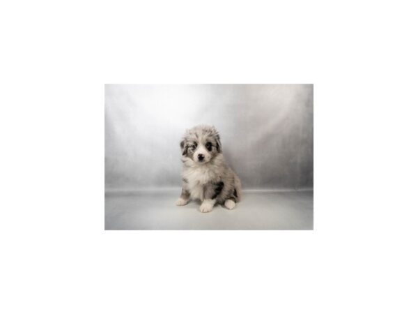 [#29643] Blue Merle and White Female Miniature Australian Shepherd Puppies For Sale
