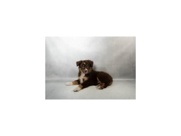 [#29644] Red and Tan Female Toy Australian Shepherd Puppies For Sale
