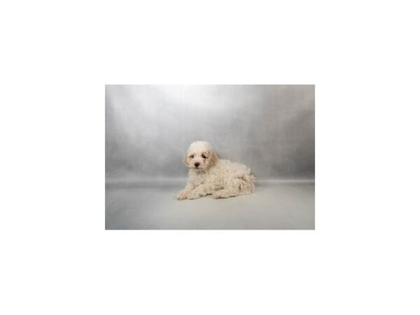 [#29645] White and Buff Female Bichon Frise/Poodle Puppies For Sale