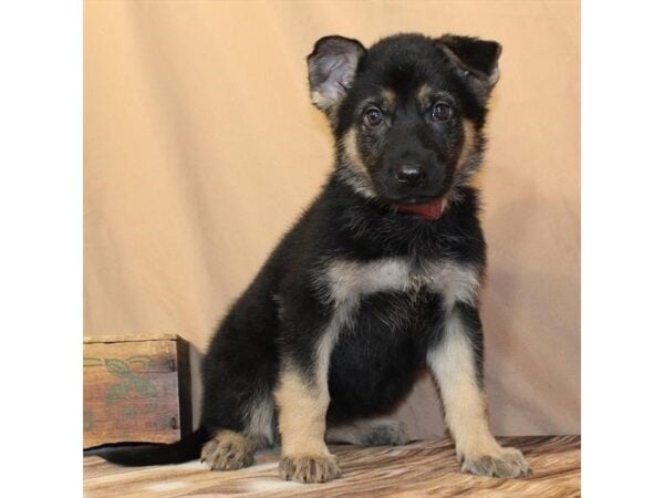 [#29647] Black / Tan Female German Shepherd Dog Puppies For Sale