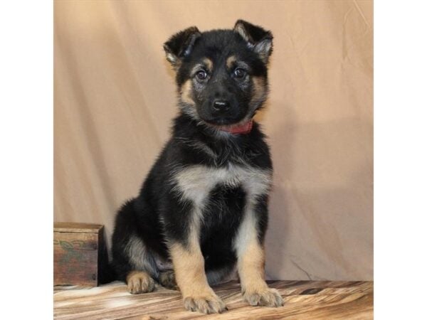 [#29648] Black / Tan Female German Shepherd Dog Puppies For Sale