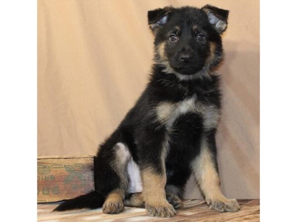 [#29649] Black / Tan Male German Shepherd Dog Puppies For Sale