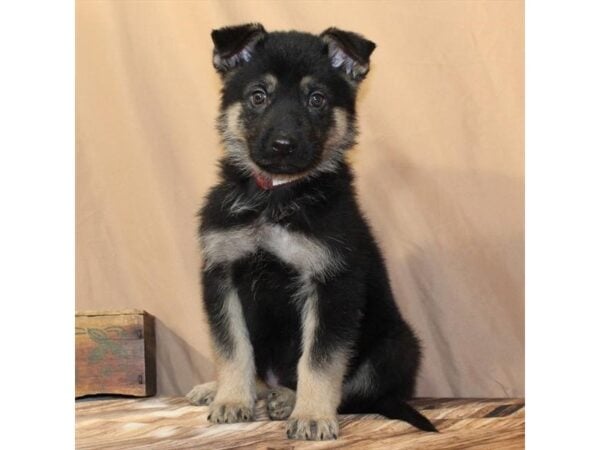 [#29650] Black / Tan Male German Shepherd Dog Puppies For Sale