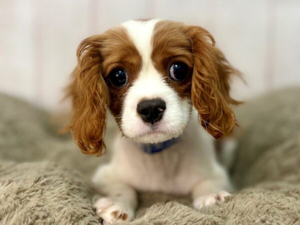 [#29652] Blenheim / White Male Cavalier King Charles Spaniel Puppies For Sale