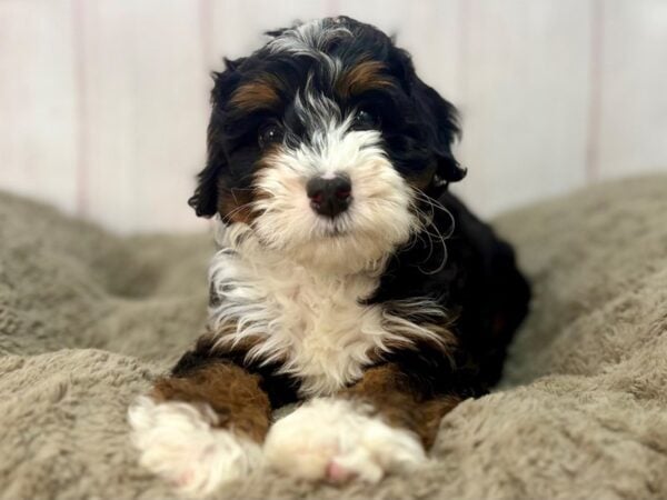 [#29651] Black / Tan Male F2 Mini Bernedoodle Puppies For Sale