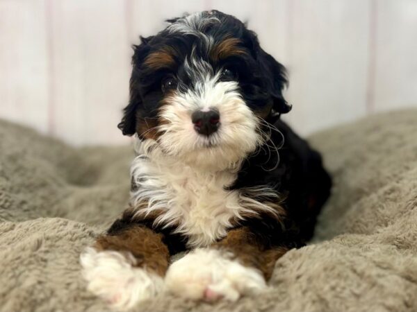 [#29651] Black / Tan Male F2 Mini Bernedoodle Puppies For Sale