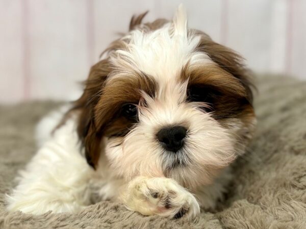 [#29646] White / Gold Male Lhasa Apso Puppies For Sale