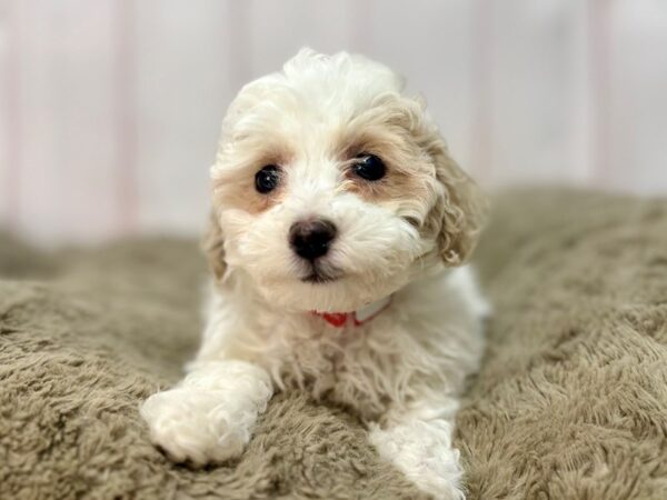 [#29645] White and Buff Female Bichon Frise/Poodle Puppies For Sale