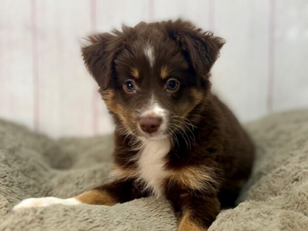 [#29644] Red and Tan Female Toy Australian Shepherd Puppies For Sale