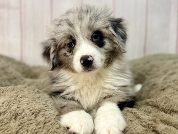 [#29643] Blue Merle and White Female Miniature Australian Shepherd Puppies For Sale