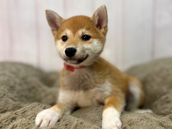 [#29642] Red Female Shiba Inu Puppies For Sale