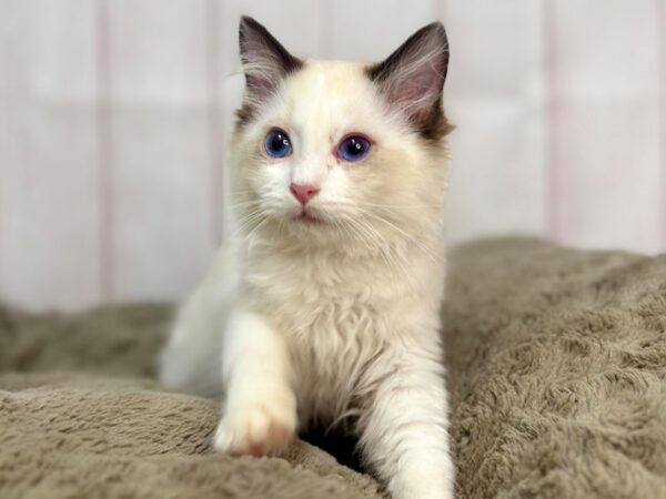 [#29639] Female Ragdoll Kittens For Sale
