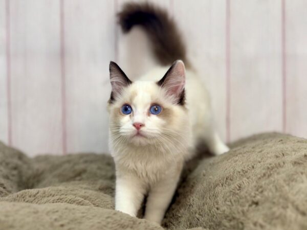 [#29638] Female Ragdoll Kittens For Sale