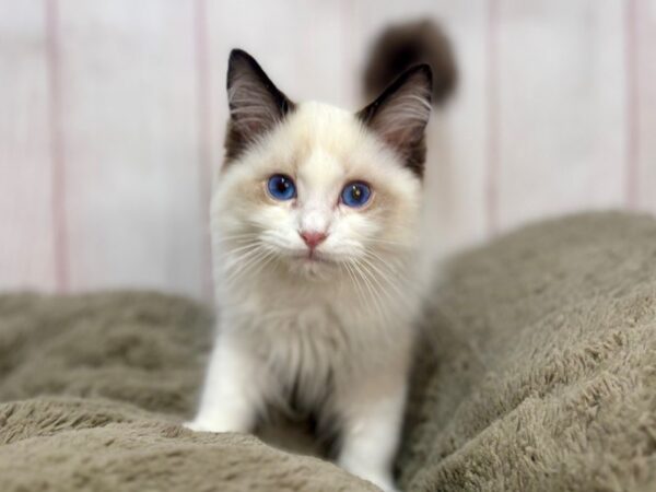 [#29637] Male Ragdoll Kittens For Sale