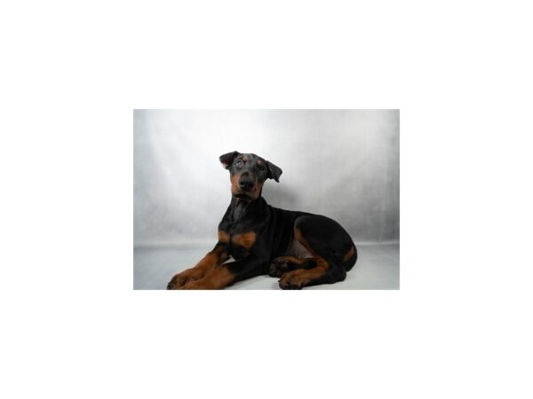 [#29658] Black and Rust Male Doberman Pinscher Puppies For Sale