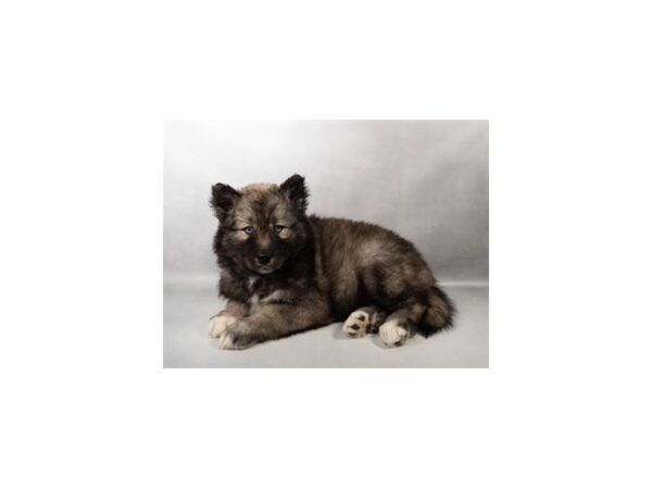 [#29659] Agouti and white Female Siberian Husky Puppies For Sale