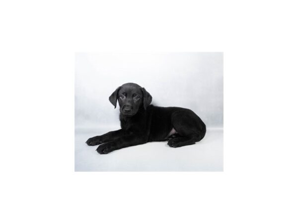 [#29661] Black Female Labrador Retriever Puppies For Sale