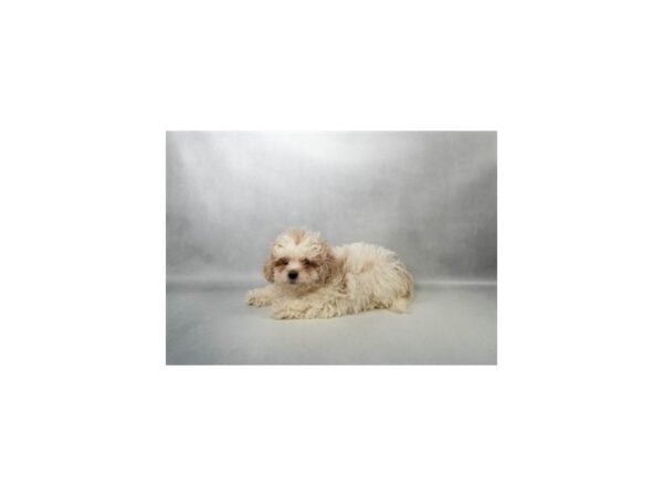 [#29662] White and Apricot Male Poodle/Shih Tzu Puppies For Sale
