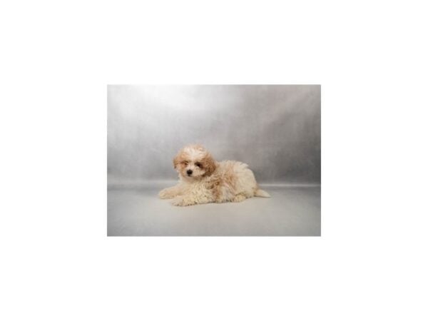 [#29663] White and Apricot Male Poodle/Shih Tzu Puppies For Sale